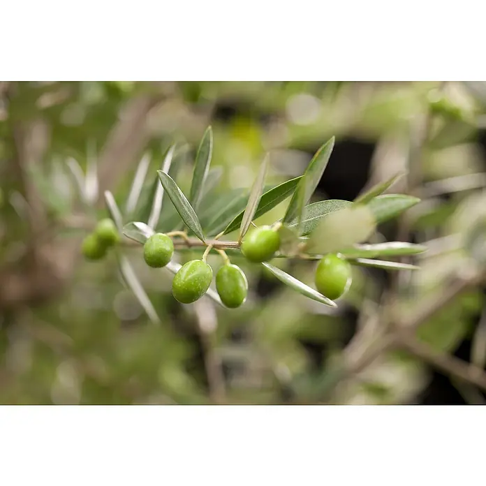 Piardino Olivenbaum - Olea europaea 'Compact big', Topfvolumen: 180 l - Detailaufnahme