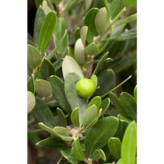 Piardino Olivenbaum - Olea europaea 'Compact big', Topfvolumen: 180 l - Detailaufnahme