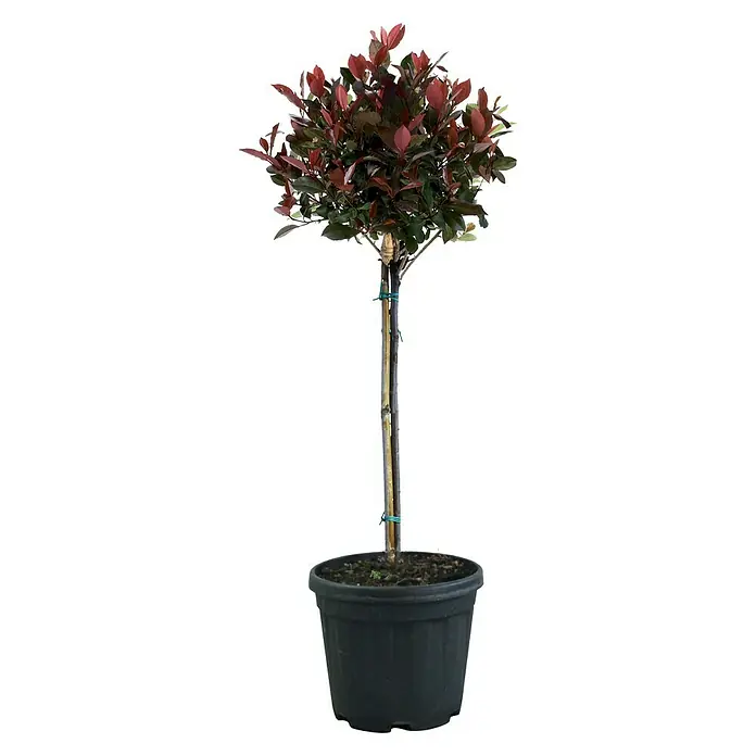 Piardino Glanzmispel Pink Marble - Photinia fraseri 'Red Robin', Topfvolumen: 15 l - Vorderansicht