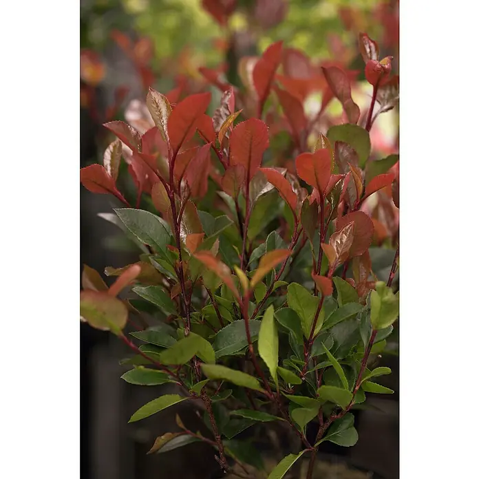 Piardino Glanzmispel Pink Marble - Photinia fraseri 'Red Robin', Topfvolumen: 15 l - Detailaufnahme