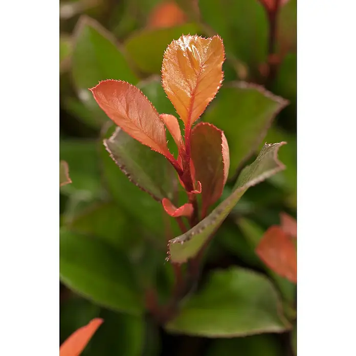 Piardino Glanzmispel - Photinia fraseri Red Robin, Topfgröße: 24 cm - Detailaufnahme
