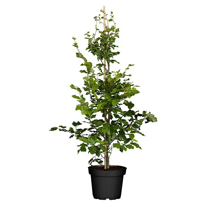 Piardino Rotbuche - Fagus sylvatica, Topfgröße: 19 cm - Vorderansicht