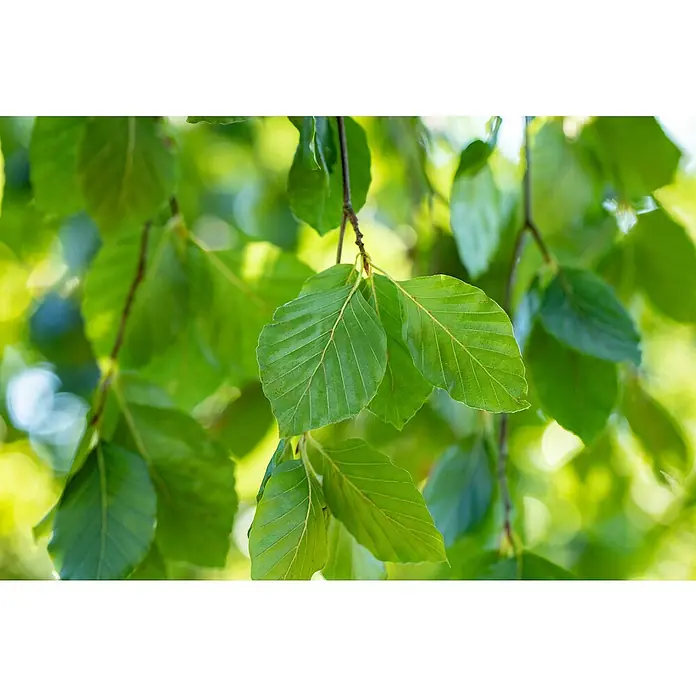 Piardino Rotbuche - Fagus sylvatica, Topfgröße: 19 cm - Detailaufnahme