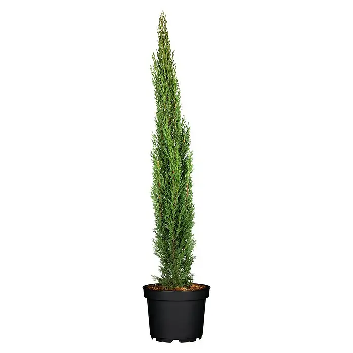 Piardino Echte Mittelmeer-Zypresse - Cupressus Sempervirens, Topfvolumen: 18 l - Vorderansicht