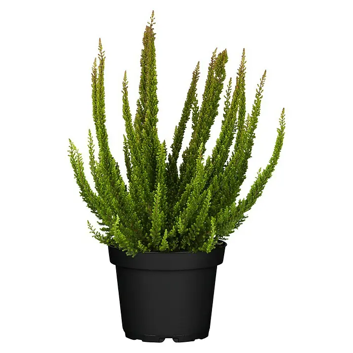 Brecina - Calluna vulgaris, Tamaño de maceta: 11 cm, En función de la variedad - Vista frontal