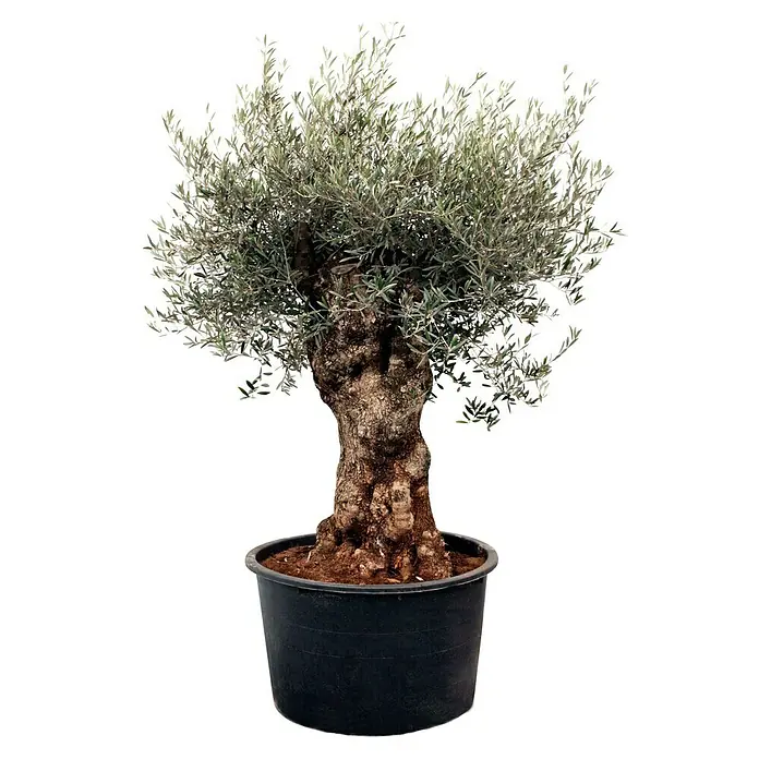 Piardino Olivenbaum - Olea europaea, Topfvolumen: 285 l - Vorderansicht