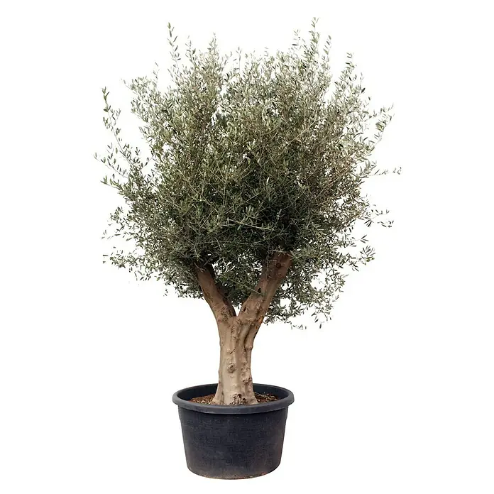 Piardino Olivenbaum - Olea europaea 'Compact big', Topfvolumen: 180 l - Vorderansicht