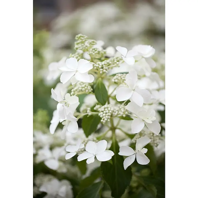 Piardino Rispen-Hortensie - Hydrangea paniculata 'Butterfly', Cremeweiß - Detailaufnahme