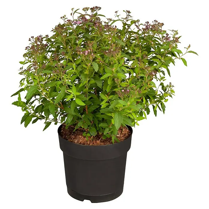 Piardino Japanische Prachtspiere - Spiraea hybriden, Topfgröße: 23 cm, Grün - Vorderansicht