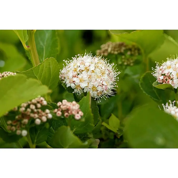 Piardino Japanische Prachtspiere - Spiraea hybriden, Topfgröße: 23 cm, Grün - Detailaufnahme