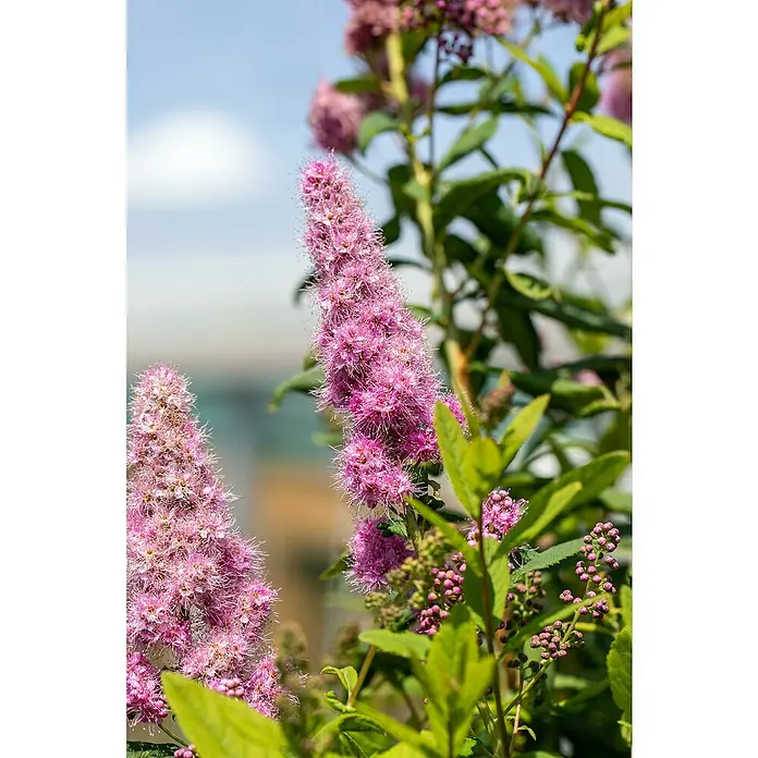 Piardino Japanische Prachtspiere - Spiraea hybriden, Topfgröße: 23 cm, Grün - Detailaufnahme