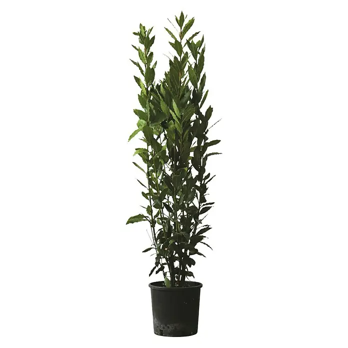Piardino Lorbeer - Laurus nobilis, Topfvolumen: 18 l - Vorderansicht