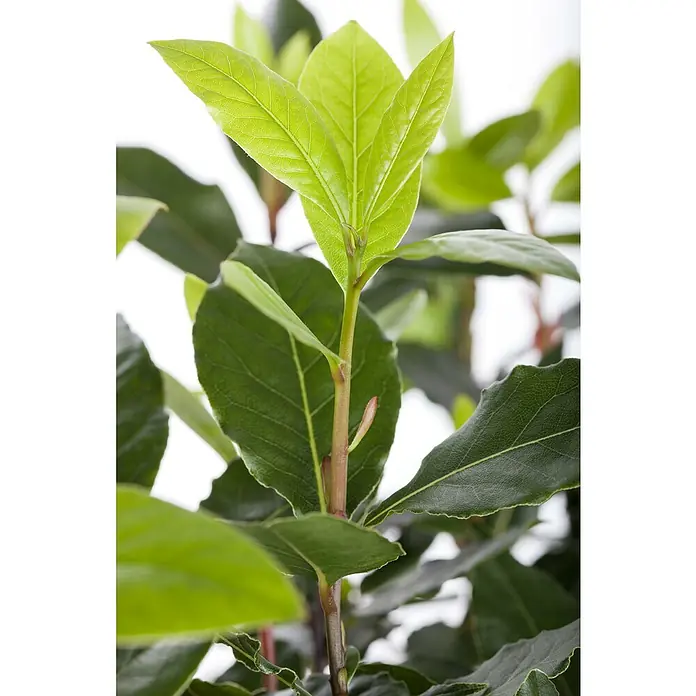 Piardino Lorbeer - Laurus nobilis, Topfvolumen: 18 l - Detailaufnahme