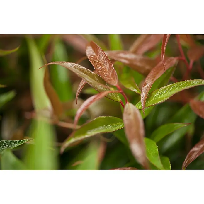 Piardino Traubenheide - Leucothoe axillaris 'Red Lips' - Detailaufnahme