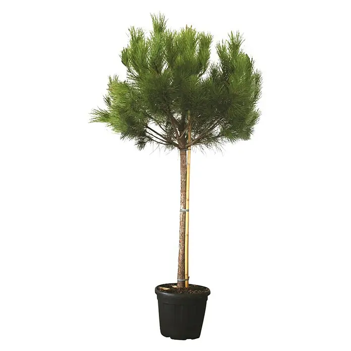 Piardino Pinie - Pinus pinea - Vorderansicht