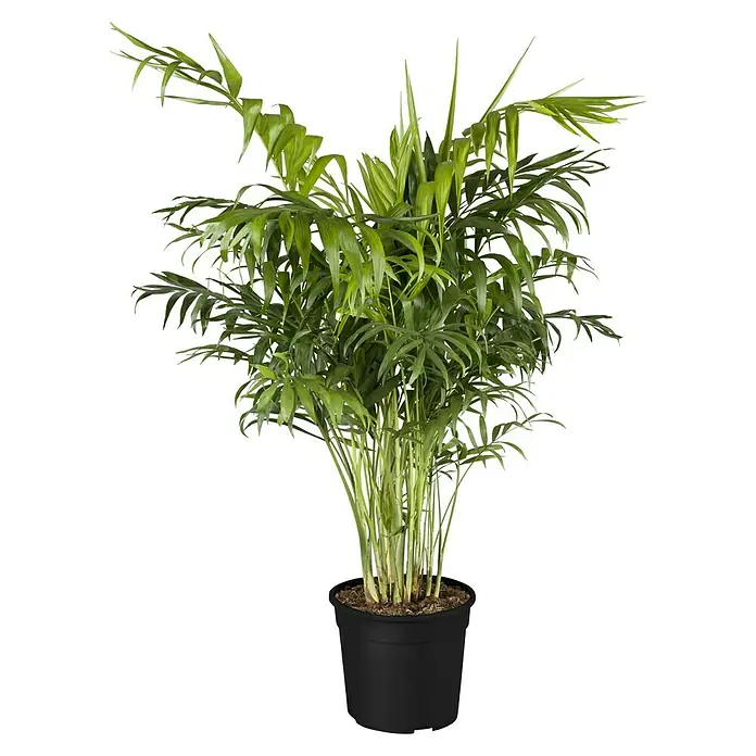 Piardino Bergpalme - Chamaedorea elegans, Topfgröße: 17 cm - Vorderansicht