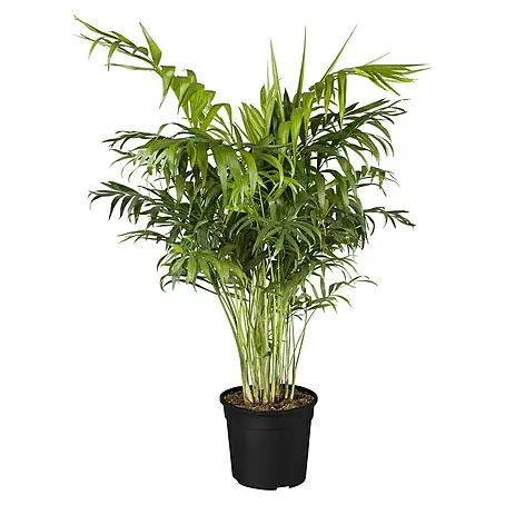 Piardino  Bergpalme