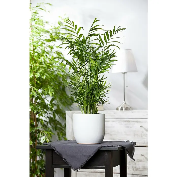 Piardino Bergpalme - Chamaedorea elegans, Topfgröße: 17 cm - Stimmungsaufnahme