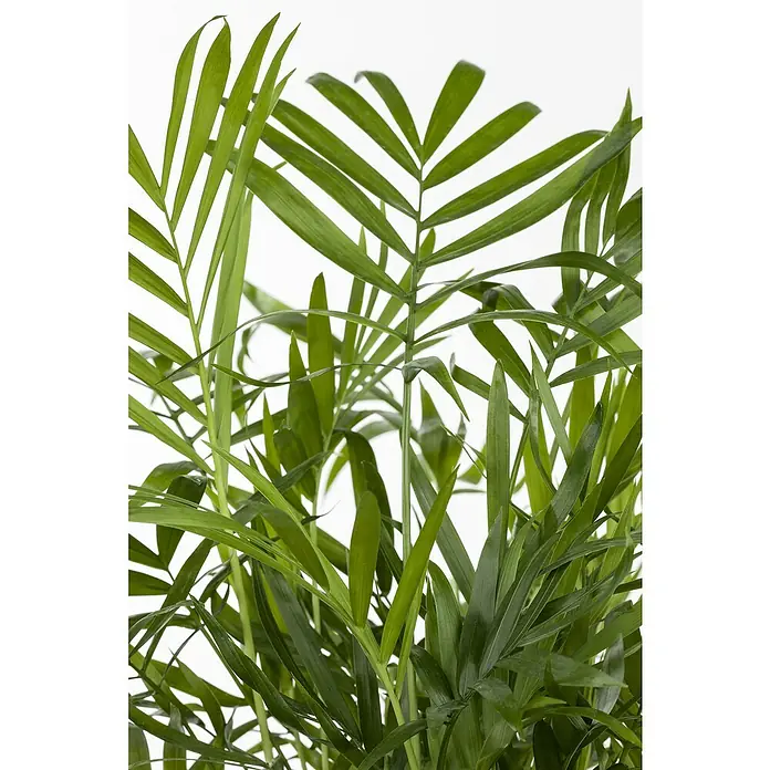 Piardino Bergpalme - Chamaedorea elegans, Topfgröße: 17 cm - Detailaufnahme