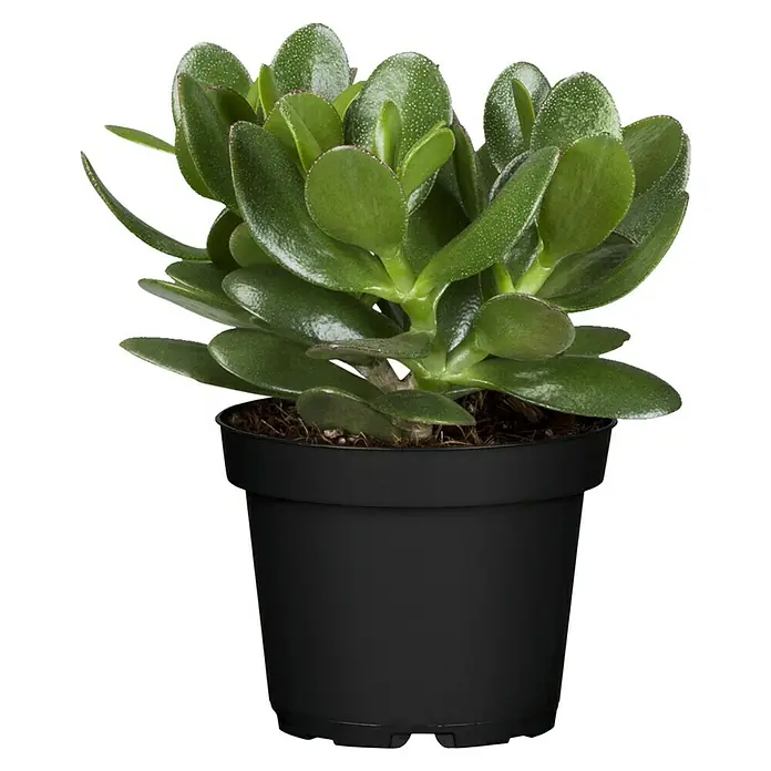 Piardino Geldbaum - Crassula ovata 'Magical Tree', Dunkelgrün - Vorderansicht
