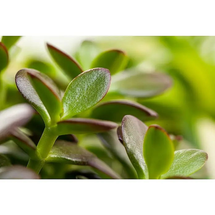 Piardino Geldbaum - Crassula ovata 'Magical Tree', Dunkelgrün - Detailaufnahme