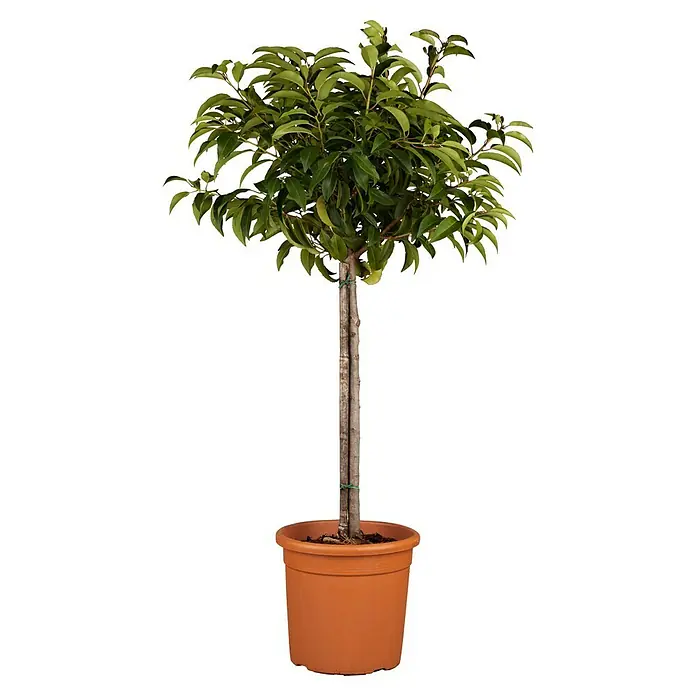 Piardino Portugiesische Lorbeerkirsche - Prunus lusitanica - Vorderansicht