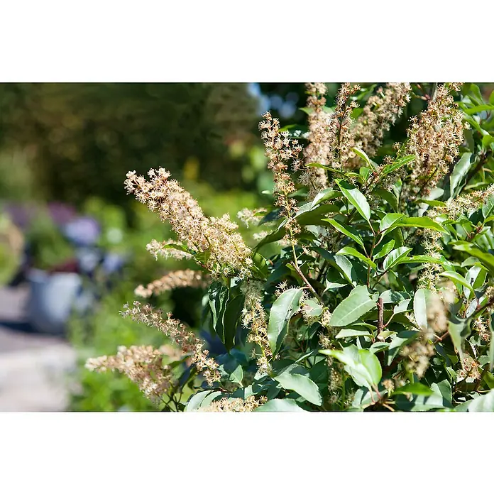 Piardino Portugiesische Lorbeerkirsche - Prunus lusitanica - Detailaufnahme