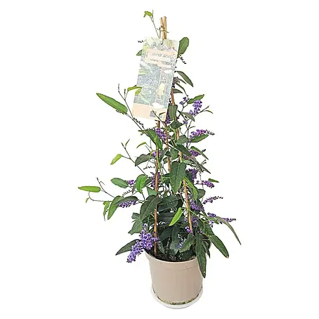 Piardino  Hardenbergia
