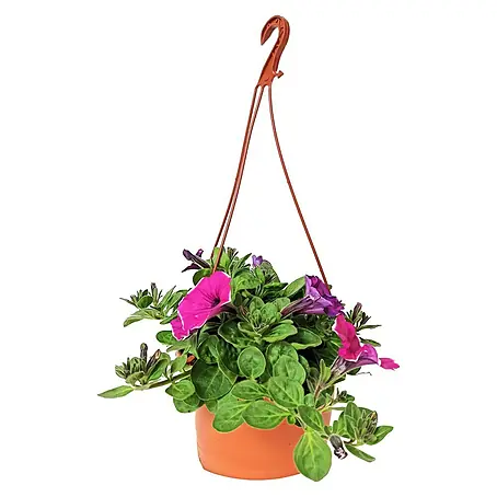 Petunia