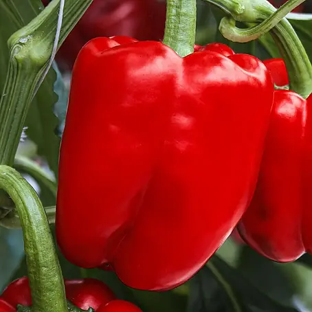Piardino Bio Paprika im Tontopf