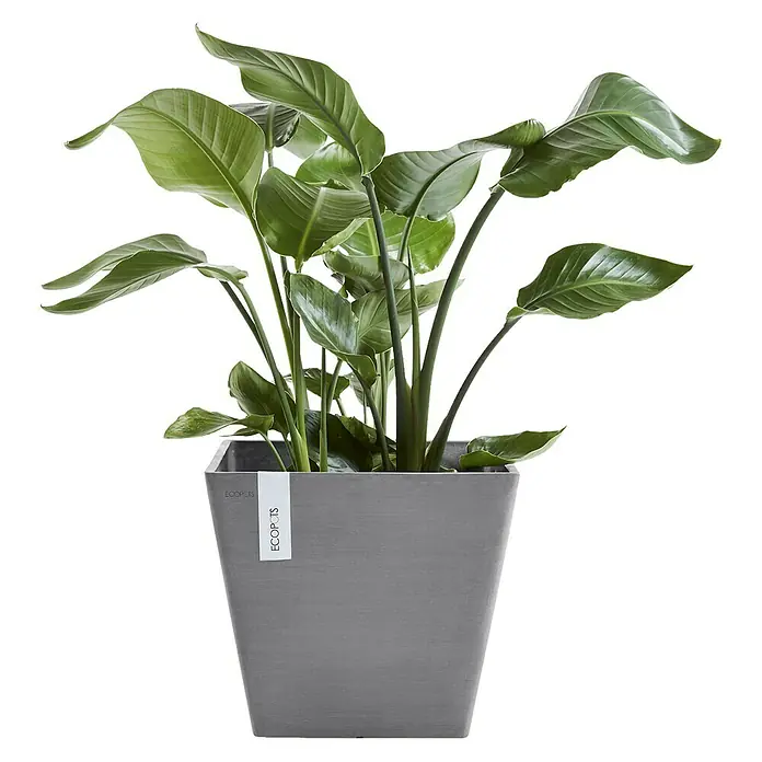 Ecopots Pflanzkasten Rotterdam - Außenmaß (L x B x H): 30 x 30 x 26 cm, Kunststoff, Grau - Vorderansicht