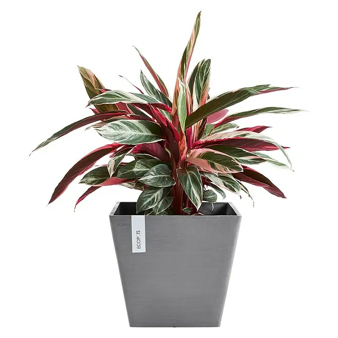 Ecopots Pflanzkasten Rotterdam - Außenmaß (L x B x H): 30 x 30 x 26 cm, Kunststoff, Grau - Vorderansicht