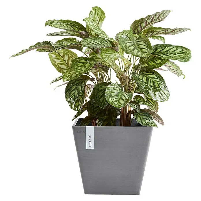 Ecopots Pflanzkasten Rotterdam - Außenmaß (L x B x H): 30 x 30 x 26 cm, Kunststoff, Grau - Vorderansicht