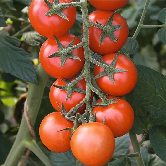 Piardino Bio Cocktailtomate im Tontopf - Solanum lycopersicum 'Manolo', Erntezeit: Juli - Oktober - Stimmungsaufnahme