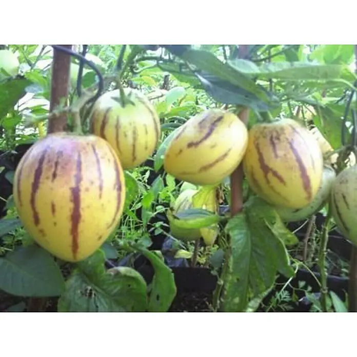 Piardino Pflanzen-Mix Fruchtiges Quartett Birnenmelone & Tomate - Solanum lycopersicum & muricatum, Topfgröße: 10,5 cm - Stimmungsaufnahme