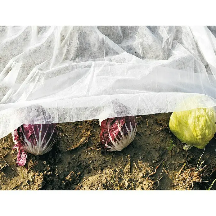 Manta protectora Térmica - L x An: 2 m x 20 mm, Apto para: Plantas - Producto en uso