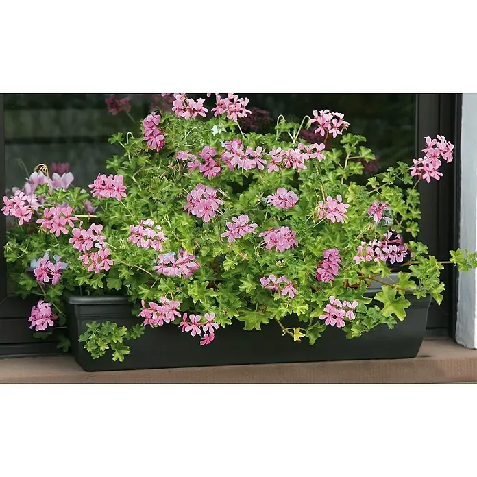 Floraworld Comfort Speichermatte - 100 x 12,5 x 3,5 cm, Geeignet für: Pflanzkästen - Stimmungsaufnahme