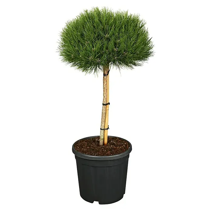 Schwarzkiefer - Pinus nigra - Vorderansicht