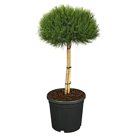 Schwarzkiefer