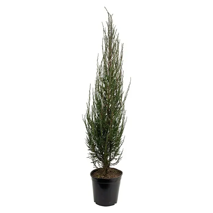 Kriechwacholder 'Blue Pacific' - Juniperus conferta - Vorderansicht