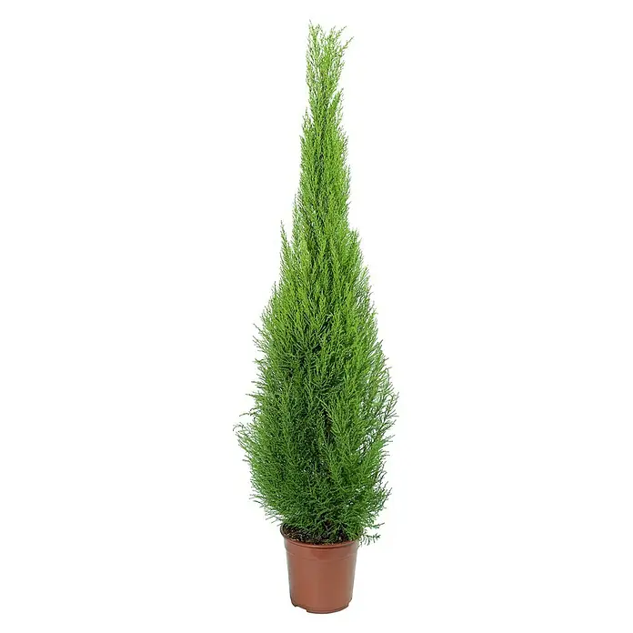 Piardino Zimmerzypresse - Cupressus macrocarpa 'Goldcrest' - Vorderansicht