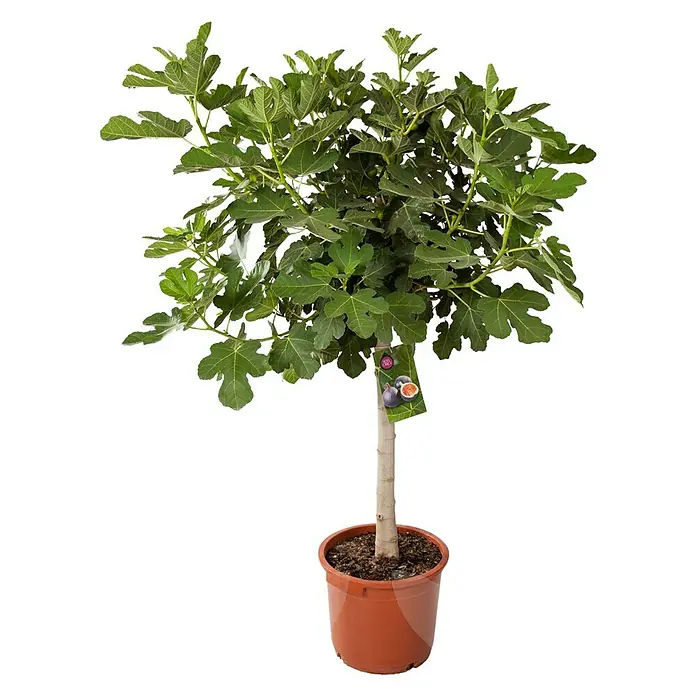 Piardino Feigenbaum - Ficus carica, Topfvolumen: 35 l - Vorderansicht