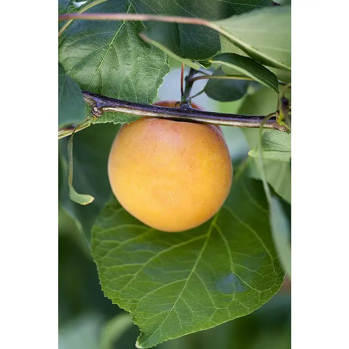 Piardino Albaricoque - Prunus armeniaca 'apricold' - Foto ambiente
