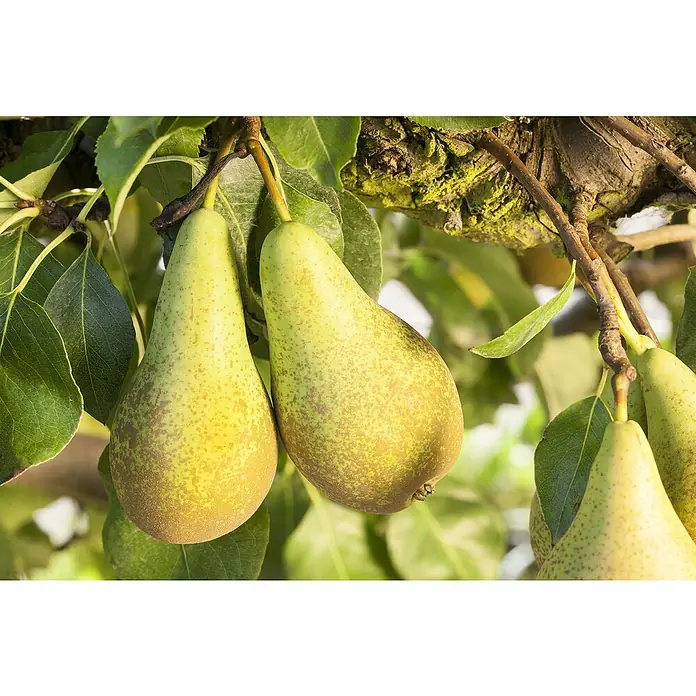 Piardino Birnenbaum - Pyrus communis 'Conference', Topfgröße: 23 cm, Erntezeit: September - Oktober - Stimmungsaufnahme