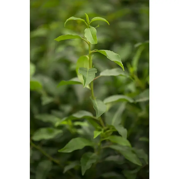 Piardino Portugiesische Lorbeerkirsche Angustifolia - Prunus lusitanica - Stimmungsaufnahme