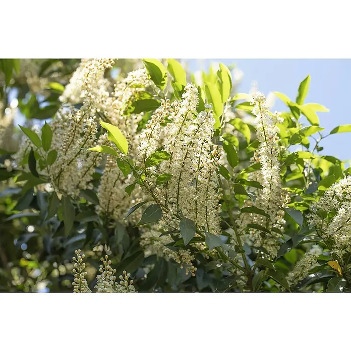 Piardino Portugiesische Lorbeerkirsche Angustifolia - Prunus lusitanica - Stimmungsaufnahme
