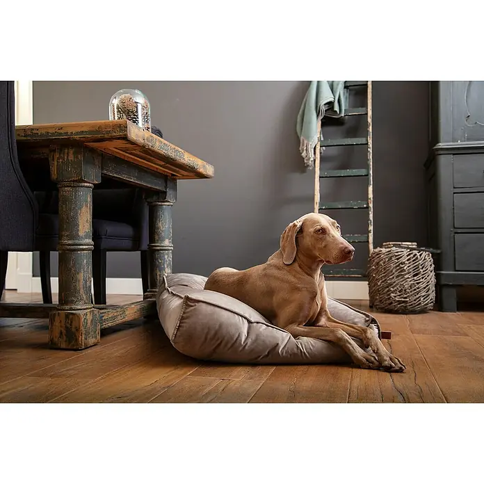 Cojín para perros Nalino - 15 x 100 x 70 cm, Gris - Foto ambiente