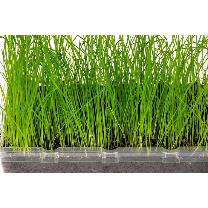 Karlie Hierba gatera Vital Bio - Para el autocultivo - Foto ambiente