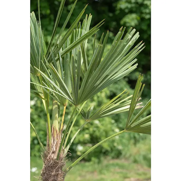 Piardino Hanfpalme - Trachycarpus fortunei, Aktuelle Wuchshöhe: 220 cm, Topfgröße: 40 cm - Stimmungsaufnahme