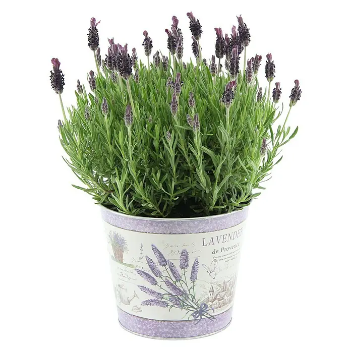 Piardino Lavendel im Zinkeimer - Lavandula angustifolia, Topfgröße: 17 cm, Lila - Vorderansicht